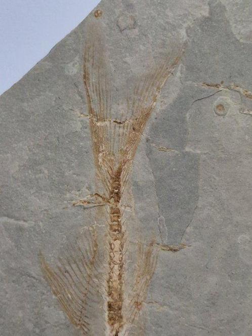 Poisson - Animal fossilisé - Lycoptera - 18 cm (Sans Prix de, Verzamelen, Mineralen en Fossielen