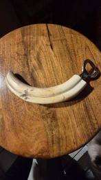 Wrattenzwijn Tand - Phacochoerus africanus - grande dent - 5, Antiek en Kunst, Curiosa en Brocante