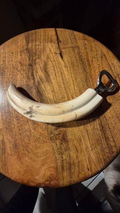 Wrattenzwijn Tand - Phacochoerus africanus - grande dent - 5, Antiek en Kunst, Curiosa en Brocante