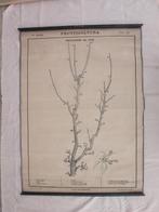 Paravia Roda - Pear Tree Branches - Schoolkaart (1) -, Antiek en Kunst, Curiosa en Brocante