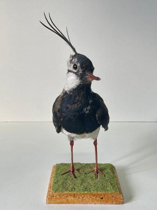 Kievit (Man) Taxidermie volledige montage - Vanellus, Verzamelen, Dierenverzamelingen