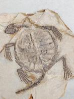 Zeldzame Chinese schildpad - Gefossiliseerd dier -, Verzamelen