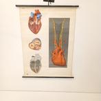 Deutsches Hygiene Museum Dresden - Anatomische wandkaart -, Antiek en Kunst