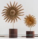 Étoile de mer girasol. Support de corps entier pour
