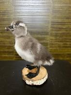 Eend Taxidermie Opgezette Dieren By Max, Verzamelen, Ophalen of Verzenden, Nieuw, Vogel, Opgezet dier