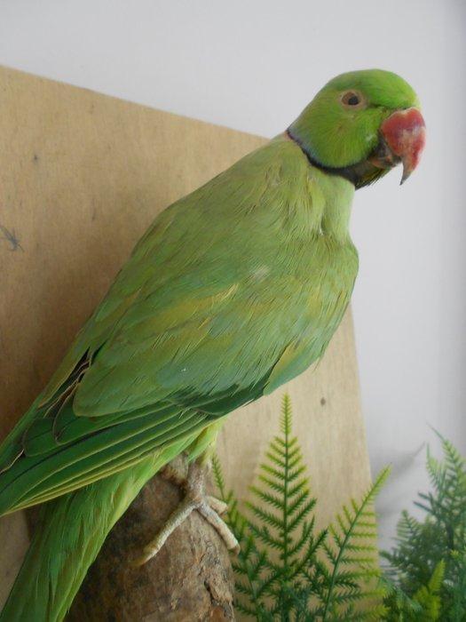 Rozering-parkiet Taxidermie volledige montage - Perruche à, Collections, Collections Animaux