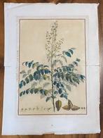 Charles Louis LHéritier de Brutelle / Pierre-Joseph Redouté