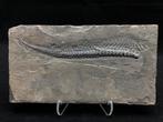 Fossiel - Fossiele matrix - Mixosaurus Tail - 17 cm - 10 cm, Collections, Minéraux & Fossiles