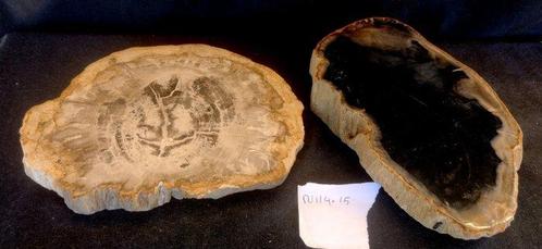 bois pétrifié - Bois fossilisé - diptocarpus, Verzamelen, Dierenverzamelingen
