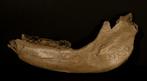 Wolharige neushoorn - Fossiel onderkaakbot - Coleodonta