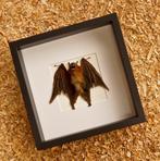 Painted Vesper Bat - framed Taxidermie volledige montage -