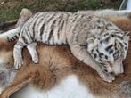 Tijger Taxidermie volledige montage - Panthera tigris - 7 cm, Nieuw