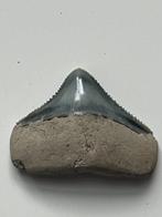 Megalodon tand 3,7 cm - Fossiele tand - Carcharocles