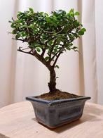 Chinese iep bonsai (Ulmus parviflora) - Hoogte (boom): 20 cm, Antiek en Kunst