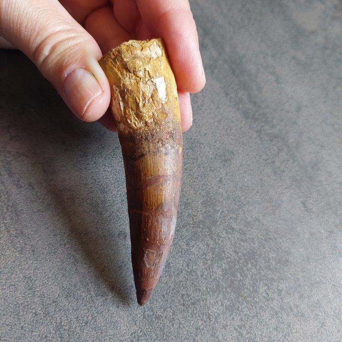 Dinosaurus - Fossiele tand - Sehr großer Spinosaurus, Verzamelen, Mineralen en Fossielen