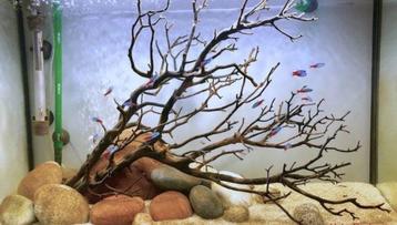 Thai wood yellow 40-55cm aquarium decoratie hout, Dieren en Toebehoren, Verzenden, Nieuw