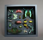 Vlinder Taxidermie volledige montage - Papilio, Verzamelen, Nieuw