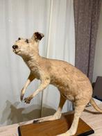 Wallaby Support de corps entier pour taxidermie -, Nieuw