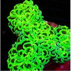 Euphyllia Ancora Ultra Neon Groen M (Ong 8-10 cm), Dieren en Toebehoren