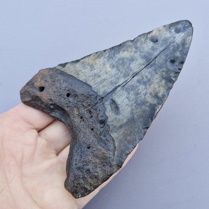 Megalodon Shark - Fossiele tand - megaselachus megalodon -, Verzamelen, Mineralen en Fossielen