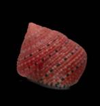 Uiterst zeldzaam! - aardbeienslak  Skelet - Clanculus, Nieuw