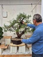 Bonsai van Casuarina (hoogte: 1m) - Verzamelstuk - Hoogte