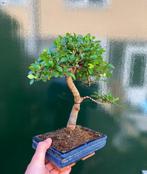Bonsaï Orme Japonais (Zelkova) - Hauteur (arbre) : 28 cm -