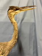 Airone cenerino Support de corps entier pour taxidermie -, Nieuw