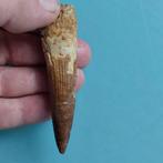 Dinosaurus - Fossiele tand - Spinosaurus aegyptiacus - 87 mm
