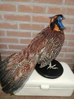 Tragopan satir haan Taxidermie volledige montage - Tragopan, Verzamelen, Nieuw