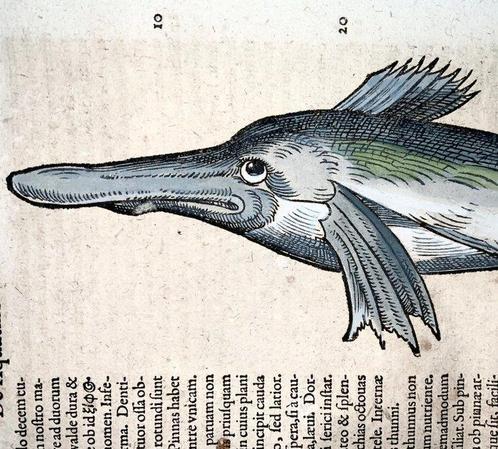 Conrad Gesner [Konrad Gessner] 1516-1565: Dolphin, marine, Antiek en Kunst, Antiek | Boeken en Manuscripten