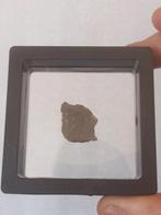 Gepolijste plak van maanmeteoriet. NWA 11273. GEEN, Collections