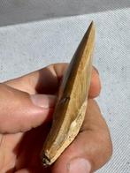 Megalodon - Fossiele tand - Carcharocles megalodon - 6.8 cm, Verzamelen, Mineralen en Fossielen