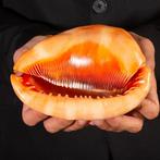 Coquille collectible de qualité extra - Coquille de mer de