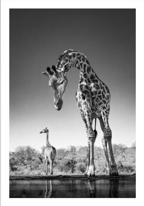 Jeffrey Van Daele - Dalis Giraffe, Antiquités & Art, Art | Objets design