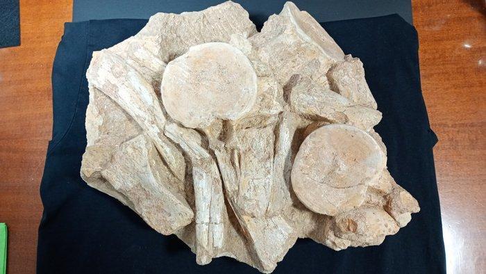 Plesiosaurus - Fossiel skelet - Zarafasaura Oceanis - 36 cm, Verzamelen, Mineralen en Fossielen