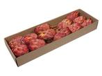 Protea grandiceps  suikerbossie- naturel – bijzondere, Huis en Inrichting, Nieuw