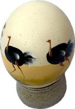 Struisvogel Ei - Struthio camelus - 13 cm - 10 cm - 10 cm -
