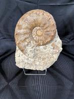 Ammonite - Animal fossilisé - Gauthiericeras sp. - 17 cm -, Verzamelen, Mineralen en Fossielen