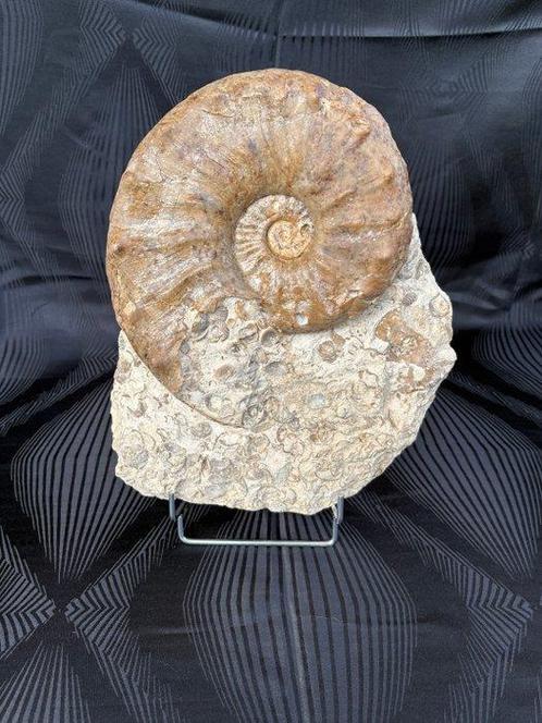 Ammonite - Animal fossilisé - Gauthiericeras sp. - 17 cm -, Verzamelen, Mineralen en Fossielen