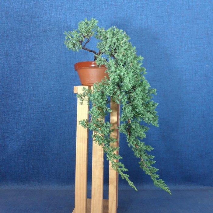 Jeneverbes bonsai (Juniperus) - Hoogte (boom): 49 cm -, Antiquités & Art, Curiosités & Brocante
