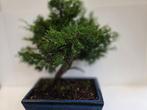 Bonsaï Genévrier (Juniperus) - Hauteur (arbre) : 35 cm -