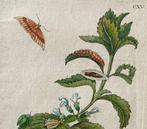 Maria Sibylla Merian (1647–1717) - Melisse , Originale
