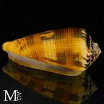Conidae schelp exemplaar Zeeschelp - Conus Magus forma, Verzamelen, Nieuw