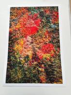 Viet Ha Tran - Wall of Nature LXIV