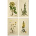 James Sowerby - Set of 4 Botanical Prints - Myriophyllum, Antiek en Kunst