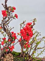 Chaenomeles Bosbonsai — Verzamelingstuk - Hoogte (boom): 40
