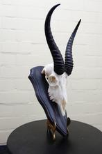 Springbok Crâne - Antidorcas marsupialis - 0 cm - 0 cm - 0, Antiek en Kunst