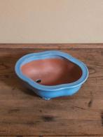 - Conteneur - Porcelaine - Pot de bonsaï Shungado