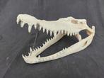Crocodile du Siam Crâne - Crocodylus siamensis (with CITES, Verzamelen, Dierenverzamelingen, Nieuw